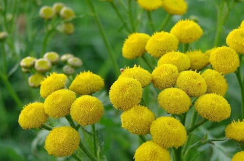 10 Best Plants that repel flies