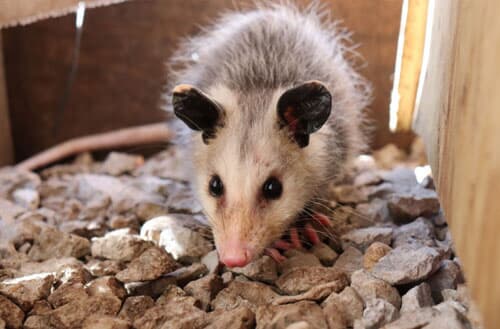 Can I shoot a possum in my backyard?
