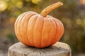 How to grow a pumpkin?