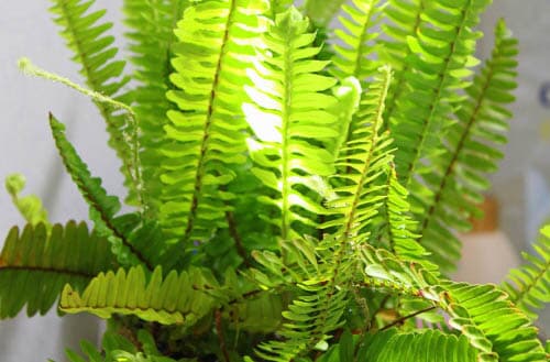 Best air purifying plants for your home
