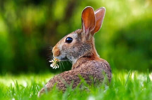 How to keep animals out of the garden without a fence?
