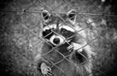 Can raccoons climb fences?