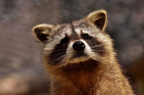 How can I get rid of raccoons in my backyard?