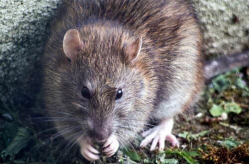 How to get rid of rats in my backyard?