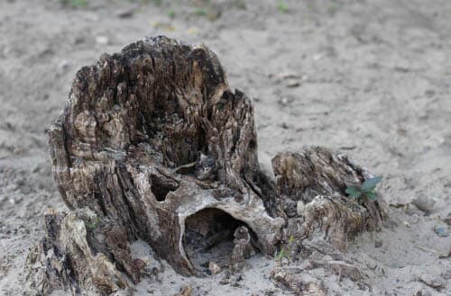 How to rot a tree stump fast?