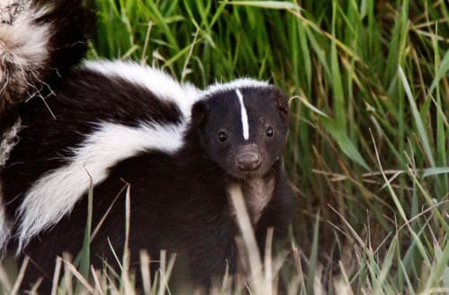 How to get rid of skunks under your deck?