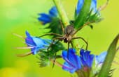 Plants that keep spiders away