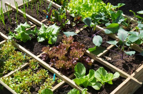 Square Foot Gardening - Ultimate guide