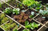 Square Foot Gardening - Ultimate guide