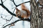 How to attract squirrels to your backyard?