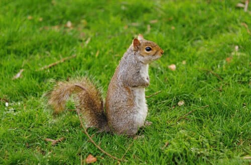 Can you eat squirrels from your backyard?