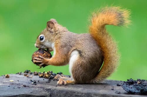 What to feed squirrels in the backyard?