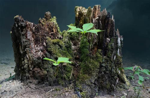 How to stop tree sprouts from stump?