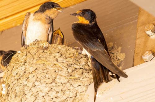 How to get rid of barn swallow nest?