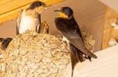 How to get rid of barn swallow nest?