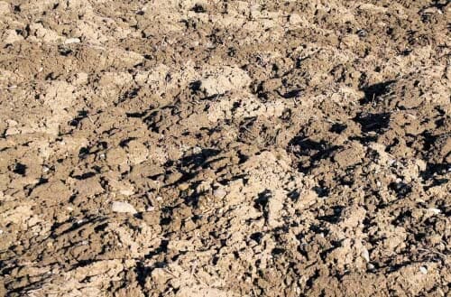 Compost versus topsoil