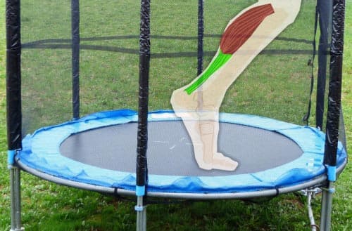 Which muscles does a trampoline work out?