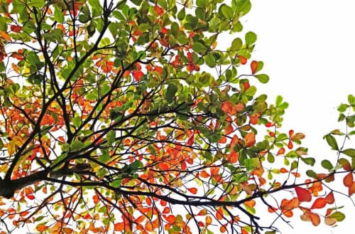 How to stop tree branches from growing back?