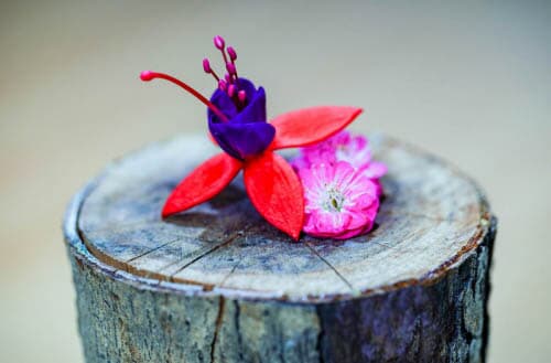 How to preserve a tree stump?