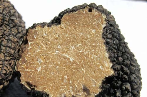 How to grow truffles?