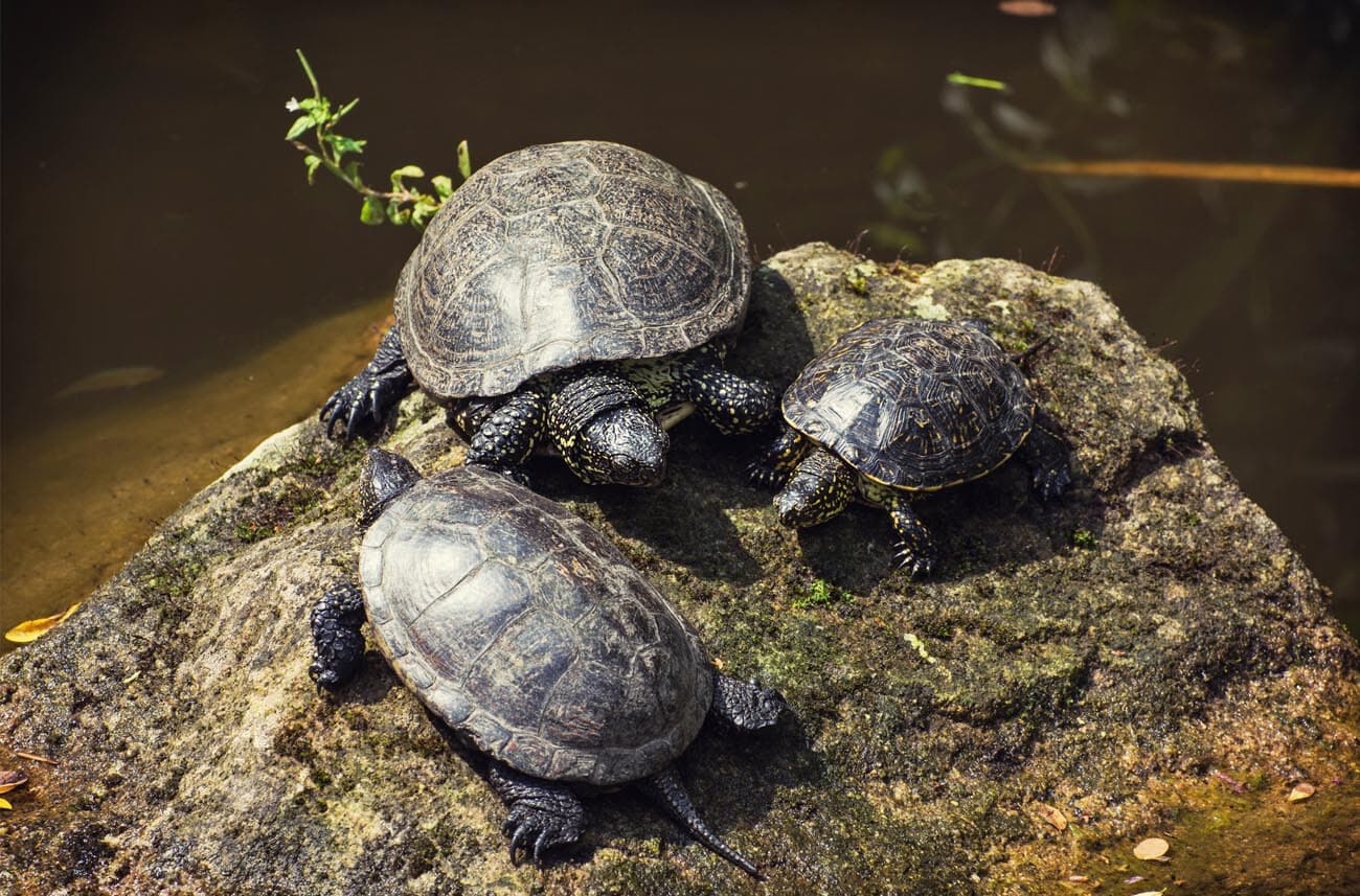 Can Turtles Live In Cold Water?