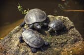 Can Turtles Live In Cold Water?