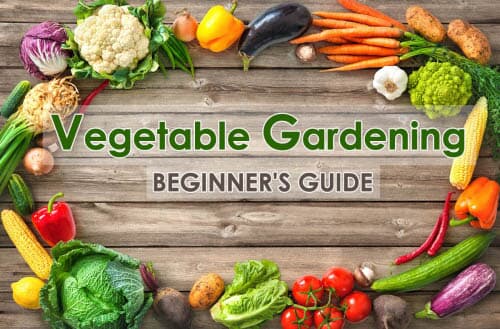 Vegetable Gardening - Beginner's Guide
