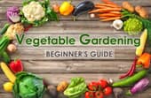 Vegetable Gardening - Beginner's Guide