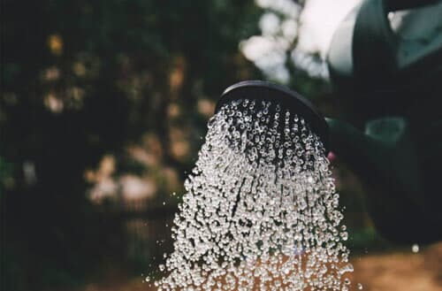 How often should you water your garden?